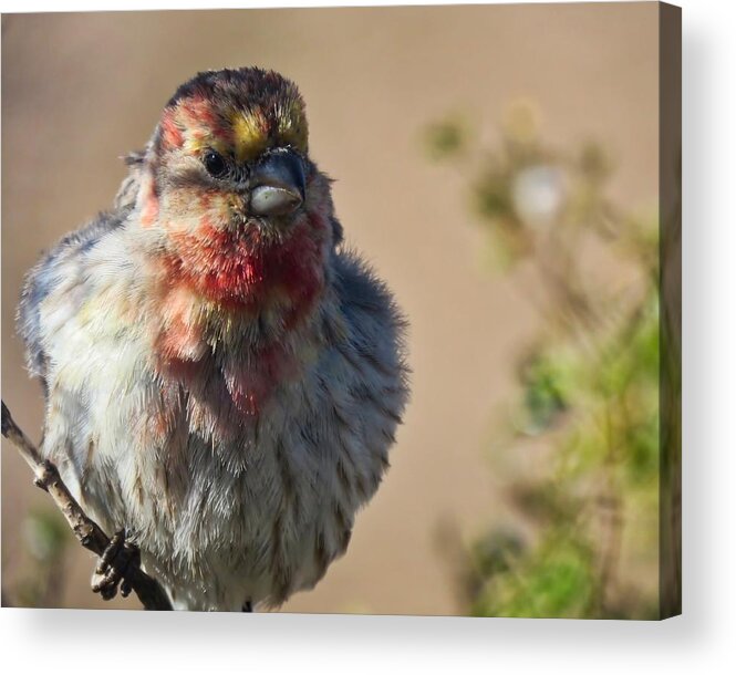 Arizona Acrylic Print featuring the photograph Rare Multicolored Male House Finch by Judy Kennedy