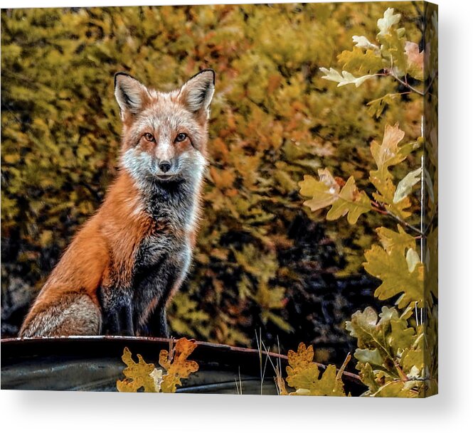 Animals Acrylic Print featuring the photograph Red Fox in Fall Colors by Dawn Key