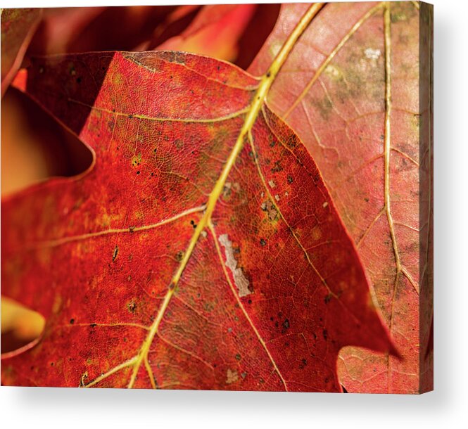 Fall Acrylic Print featuring the photograph Nature Photography - Fall Leaves #2 by Amelia Pearn
