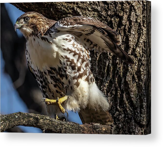 Hawk Acrylic Print featuring the photograph Red-tail Hawk by Karl Mohr