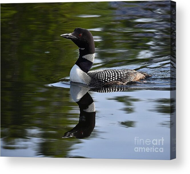 Reflection Acrylic Print featuring the photograph Reflecting Loon by Steve Brown