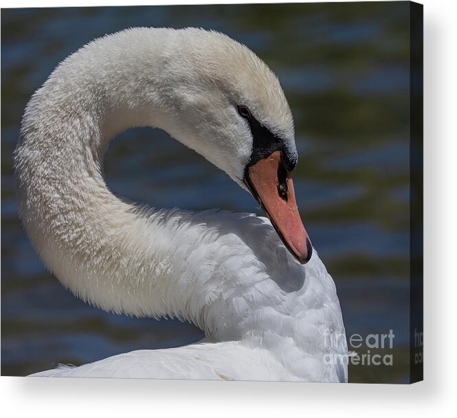 Photography Acrylic Print featuring the photograph Regal Swan by Alma Danison