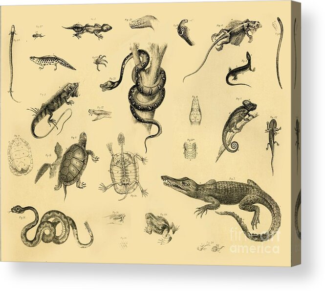 Engraving Acrylic Print featuring the drawing Reptiles by Print Collector