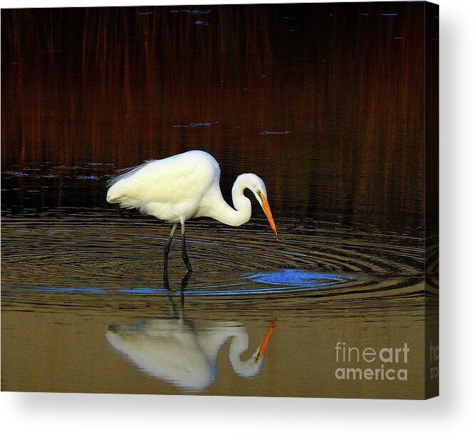 Egret Acrylic Print featuring the photograph Rippled Reflections by Scott Cameron
