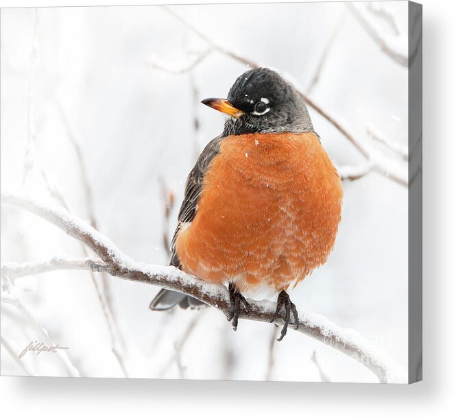 Robin Acrylic Print featuring the photograph Robin in Winter by Bon and Jim Fillpot