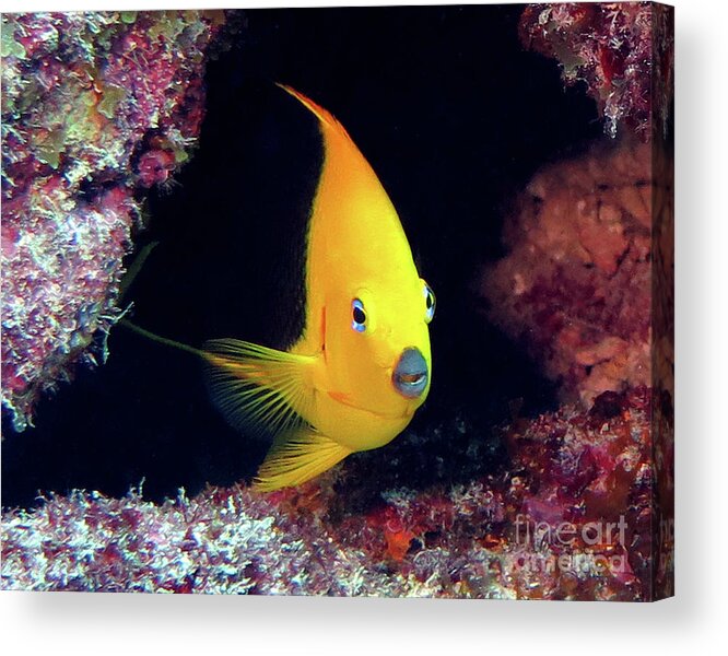 Underwater Acrylic Print featuring the photograph Rock Beauty 22 by Daryl Duda