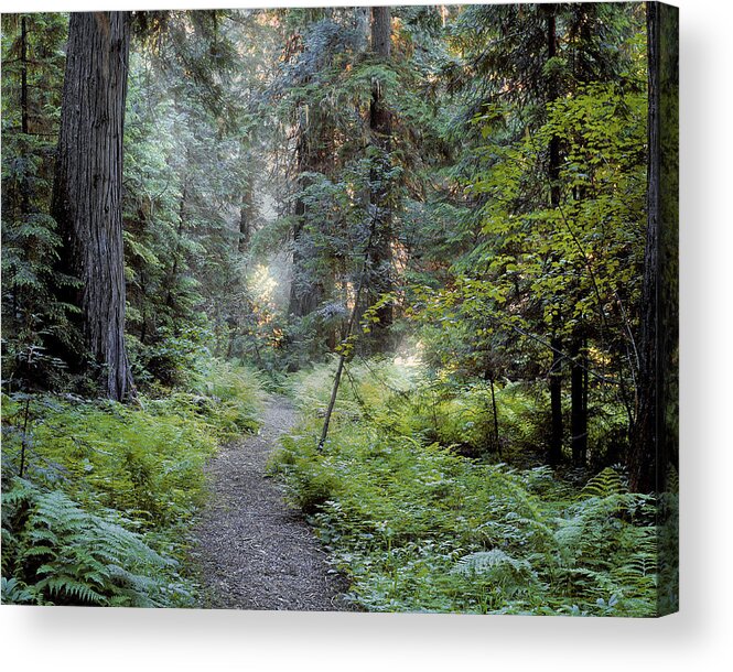 Roosevelt Grove Acrylic Print featuring the photograph Roosevelt Grove by Leland D Howard