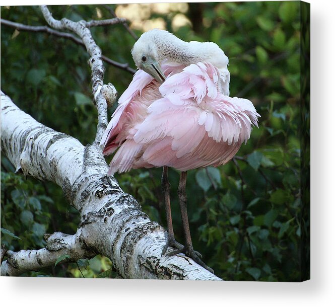 Wildlife Acrylic Print featuring the photograph Roseate Spoonbill 18 by William Selander