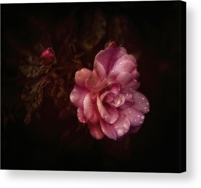 Still Life Acrylic Print featuring the photograph Roses by Anna Cseresnjes
