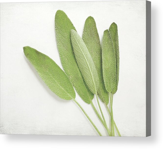 Sage Acrylic Print featuring the photograph Sage by Lupen Grainne