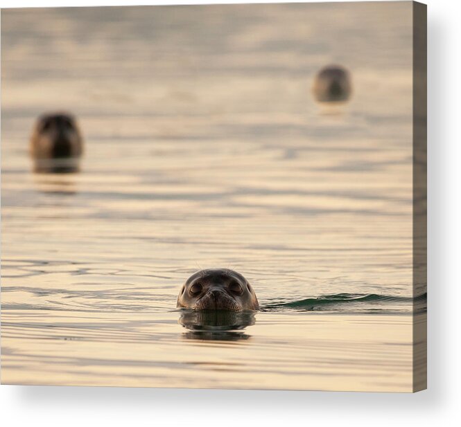 Animal Themes Acrylic Print featuring the photograph Seals by Martin Zalba