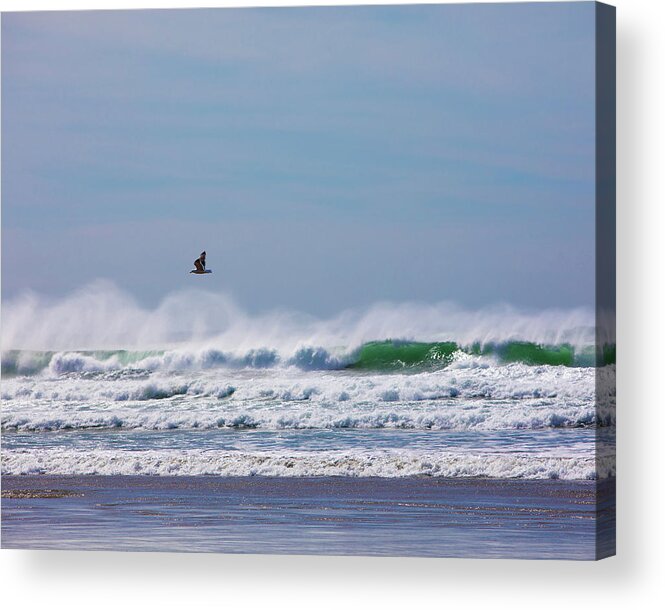 Seagull Acrylic Print featuring the photograph Serene by Rebecca Cozart