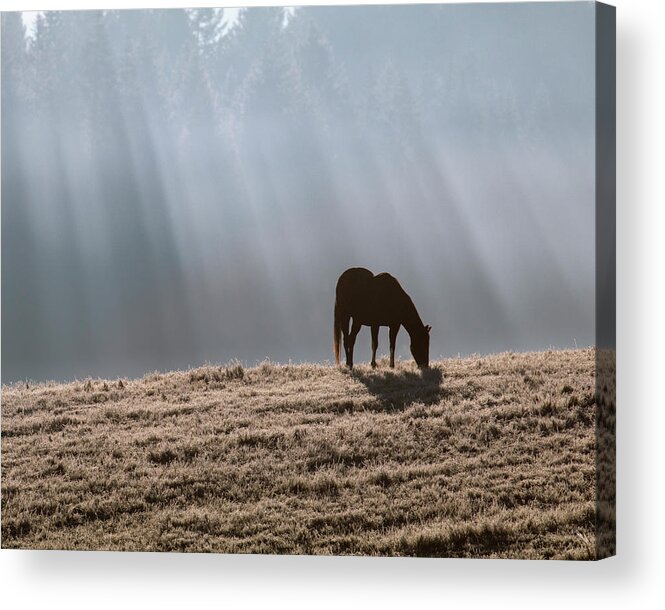 Horse Acrylic Print featuring the photograph Serenity 1 by Catherine Avilez