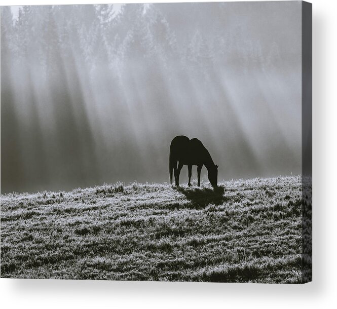 Horse Acrylic Print featuring the photograph Serenity 1 in Monochrome by Catherine Avilez