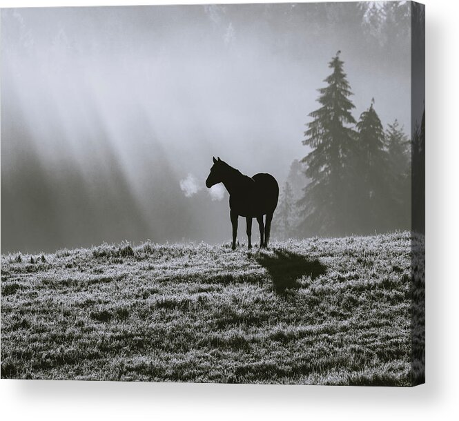 Horse Acrylic Print featuring the photograph Serenity 2 in Monochrome by Catherine Avilez