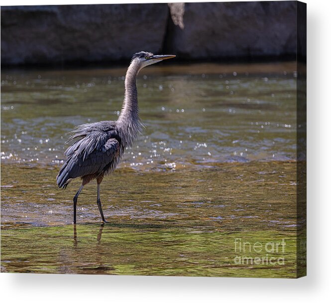 Photography Acrylic Print featuring the photograph Shake it off Blue by Alma Danison