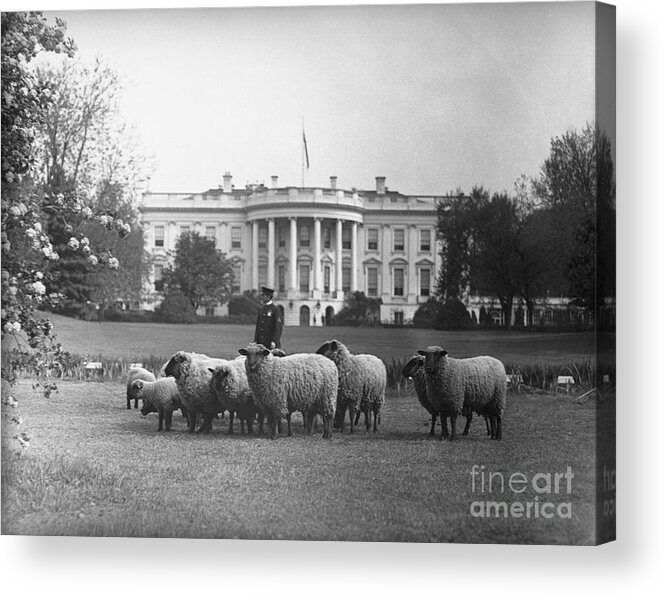 People Acrylic Print featuring the photograph Sheep Grazing On White House Lawn by Bettmann
