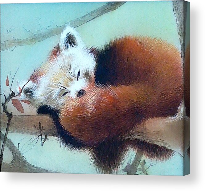 Russian Artists New Wave Acrylic Print featuring the painting Sleeping Red Panda by Alina Oseeva