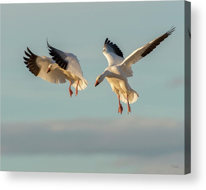 Snow Geese Acrylic Print featuring the photograph Snow Geese Landing by Judi Dressler
