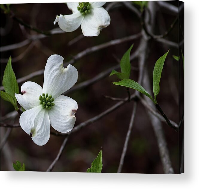 Floral Acrylic Print featuring the photograph Solo Dogwood by Thomas Whitehurst