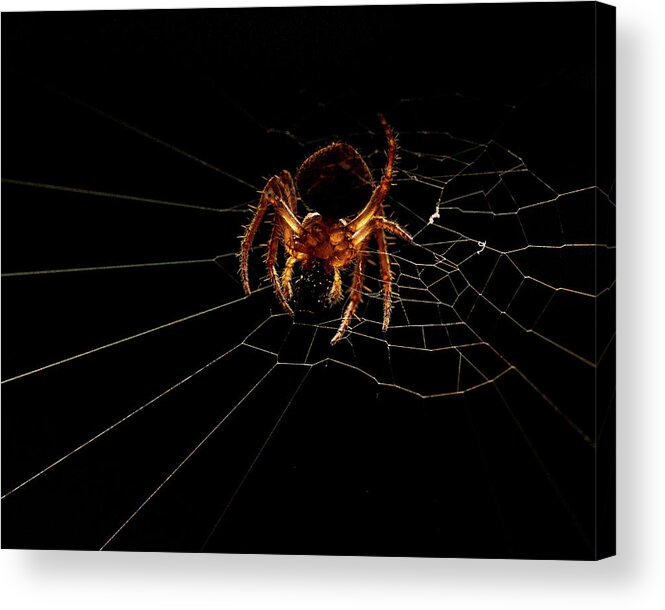 Animal Acrylic Print featuring the photograph Macro Photography - Spider on Web by Amelia Pearn