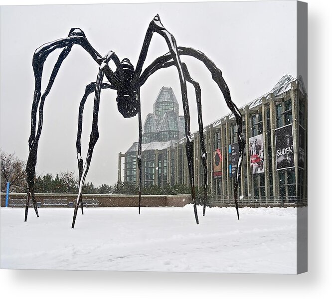 Ottawa Acrylic Print featuring the photograph Spidey Sense by Mike Reilly