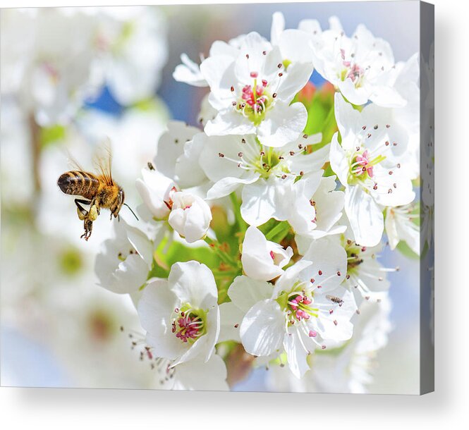 Bee Acrylic Print featuring the photograph Springtime Buzz by Gary Kochel