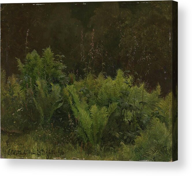 Fern Acrylic Print featuring the painting Study Of Ferns by Hans Gude