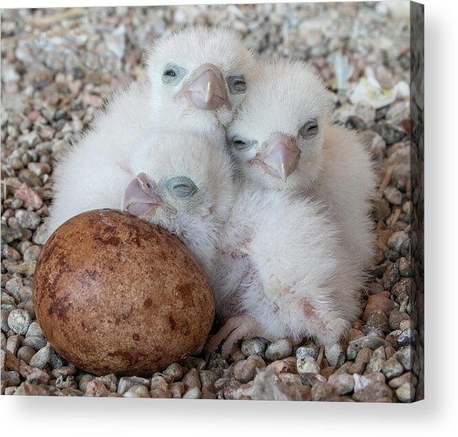 Peregrine Acrylic Print featuring the photograph Success Story by Kent Keller