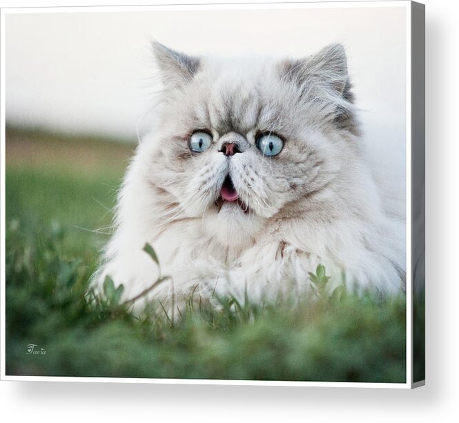 Pets Acrylic Print featuring the photograph Surprised Cat by Tavia