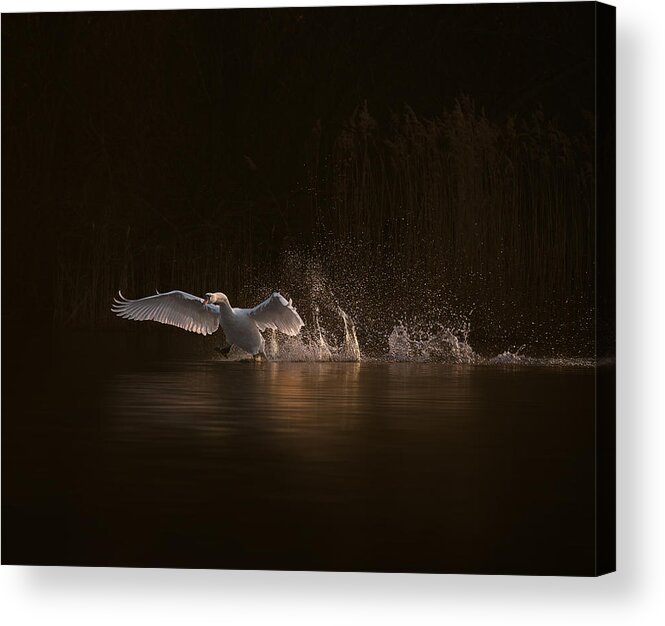 Swan Acrylic Print featuring the photograph Swan's Morning by Marei