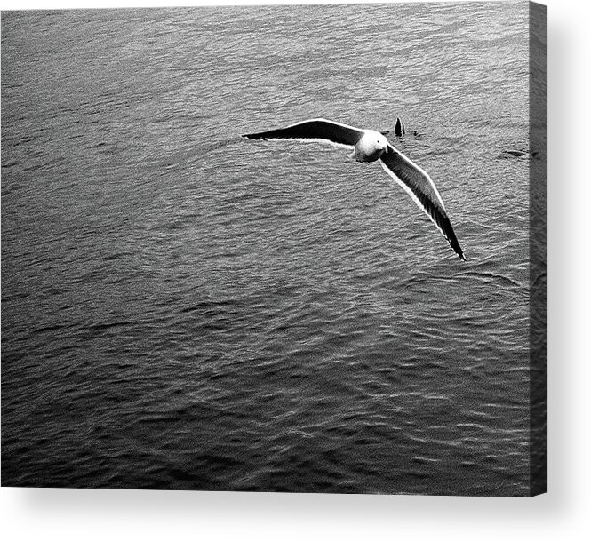 Film. Seagull Acrylic Print featuring the photograph Swooping in by Lora Lee Chapman