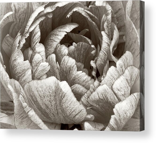 Macro Acrylic Print featuring the photograph Taking In The Open Air Sepia by Kathi Mirto