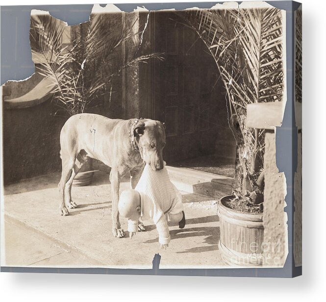 Pets Acrylic Print featuring the photograph Teddy The Wonder Dog by Bettmann