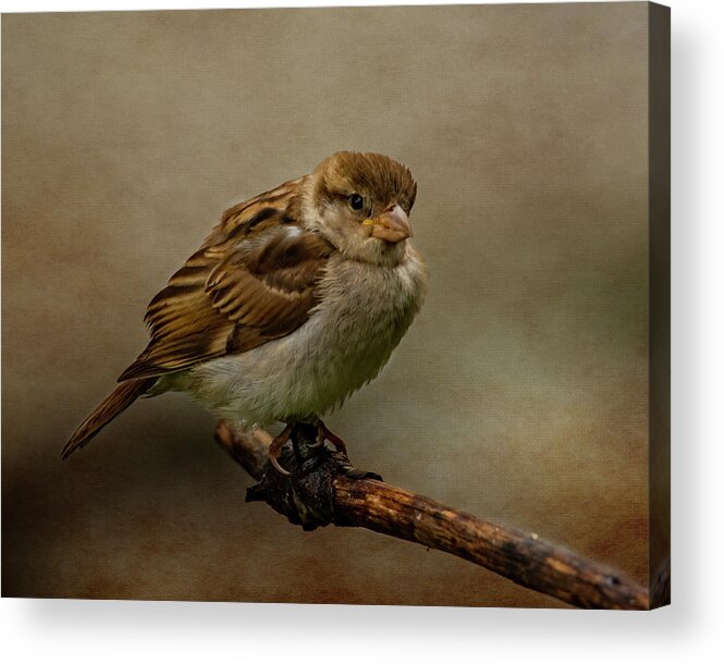 Bird Acrylic Print featuring the photograph The Fledgeling by Cathy Kovarik