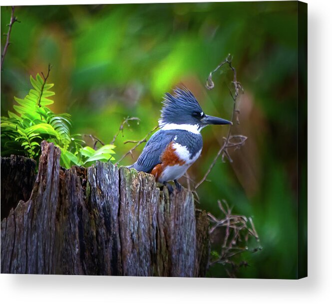 Kingfisher Acrylic Print featuring the photograph The Kingfisher by Mark Andrew Thomas