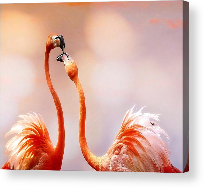 Flamingo Acrylic Print featuring the photograph The Kiss by Anna Cseresnjes