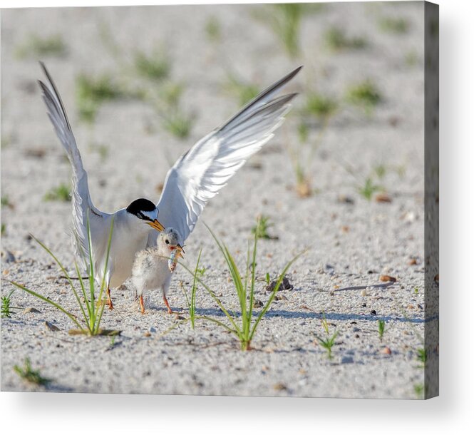Bird Acrylic Print featuring the photograph The Littlest Thief 2 by Susan Rissi Tregoning