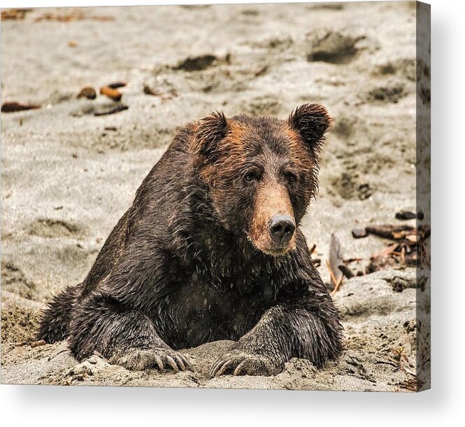 Toba Inlet Acrylic Print featuring the photograph Time to wake up. by Michelle Pennell