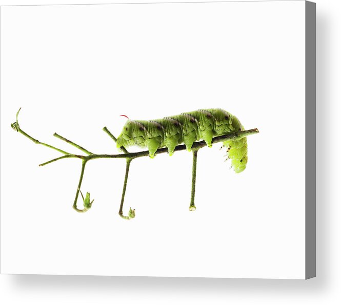 One Animal Acrylic Print featuring the photograph Tomato Caterpillar On A Tomato Vine by Maren Caruso