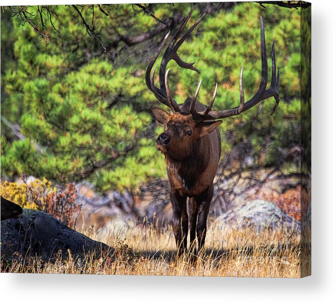 Bull Elk Acrylic Print featuring the photograph Trail Breaker by Jim Garrison