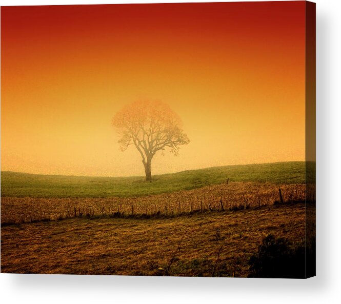 Scenics Acrylic Print featuring the photograph Tree At Sunset And Misty by Antonello