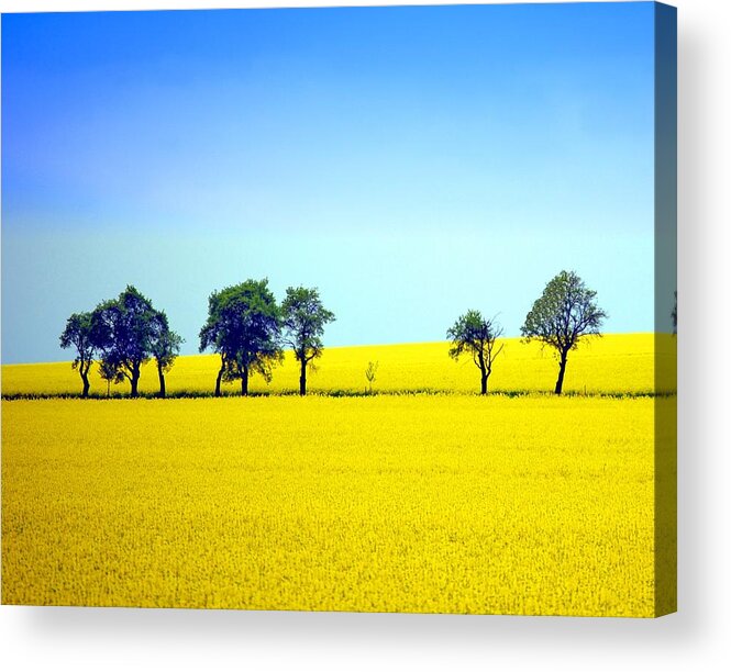 Scenics Acrylic Print featuring the photograph Trees In Yellow Fields by Created By Tobi2008