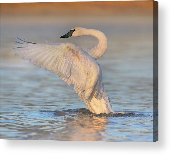 00557672 Acrylic Print featuring the photograph Trumpeter Swans Flapping, Magness Lake, Arkansas by Tim Fitzharris