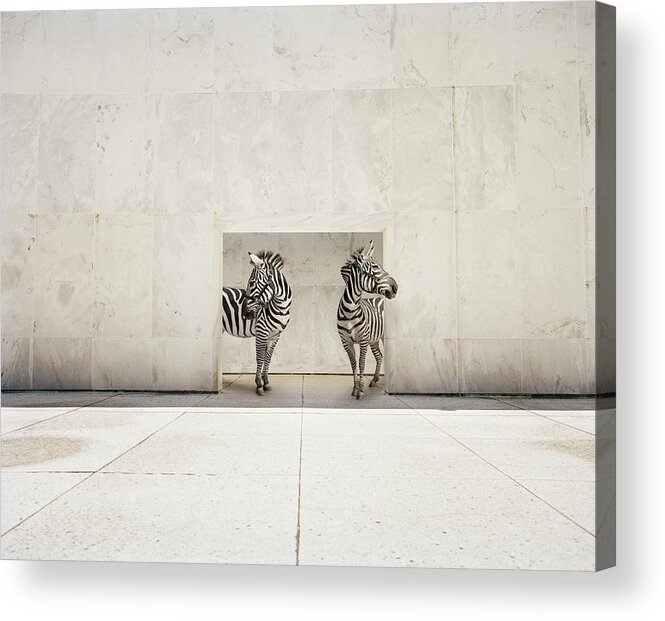 Out Of Context Acrylic Print featuring the photograph Two Zebras At Doorway Of Large White by Matthias Clamer