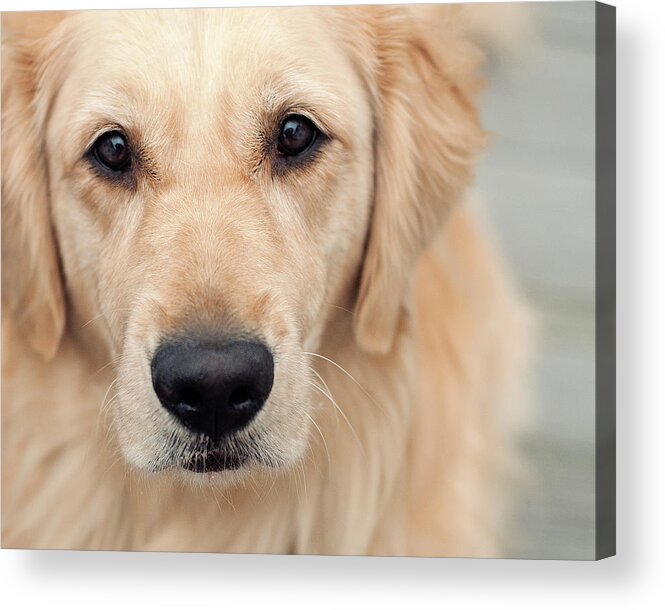 Animal Themes Acrylic Print featuring the photograph Up Close by Jody Trappe Photography