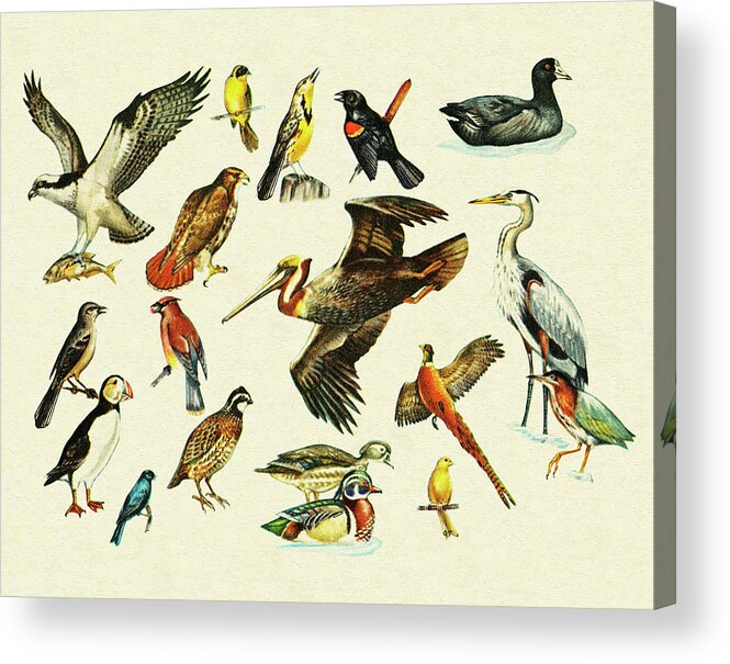 Animal Acrylic Print featuring the drawing Variety of Birds by CSA Images