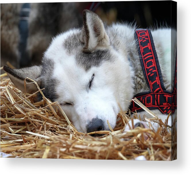 Dog Sleeping Acrylic Print featuring the photograph Wake Me Up by Susan Rissi Tregoning