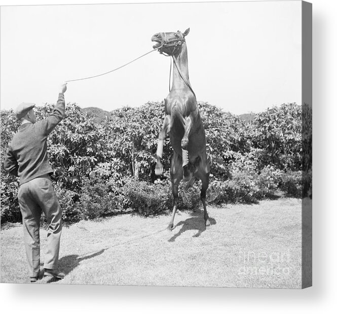 Horse Acrylic Print featuring the photograph War Admiral With Horse Rearing by Bettmann
