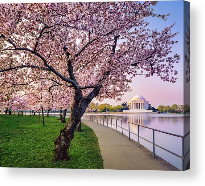 Tidal Basin Acrylic Print featuring the photograph Washington Dc Cherry Trees, Footpath by Dszc